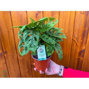 Monstera adansonova (Monstera adansonii) ´MONKEY MASK´ - výška 20-25 cm, kont. C1L
